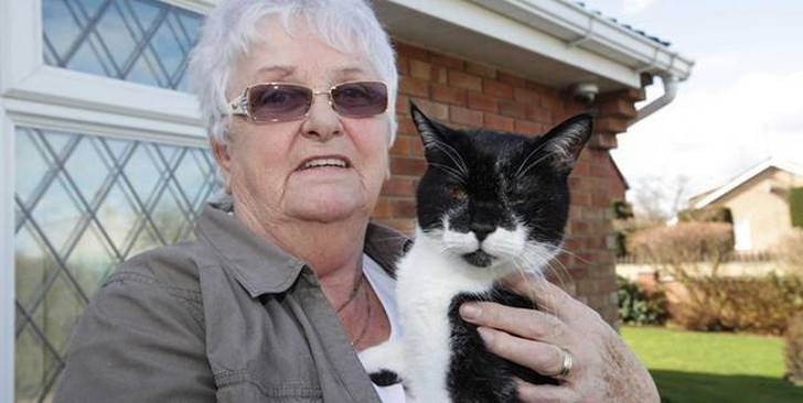 Самые старые кошки и коты в мире | блог ветклиники "беланта"