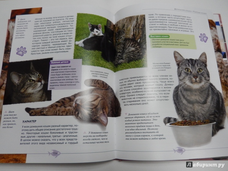 Правильное воспитание котенка или как воспитать умного кота