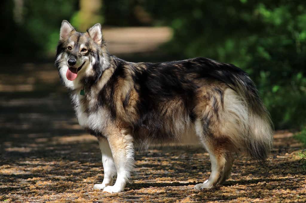 Северная инуитская собака — википедия