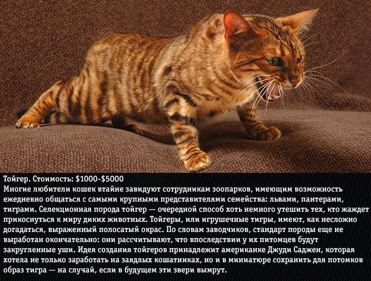Тойгер: порода кошек тигрового окраса - мир кошек
