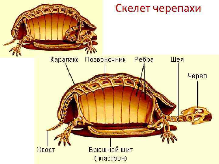 ᐉ рот и зубы черепах, сколько зубов в пасти у черепах - zoopalitra-spb.ru