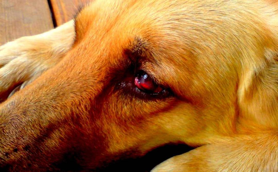 Синусит – симптомы, лечение, профилактика. виды синусита: гайморит, фронтит, этмоидит.