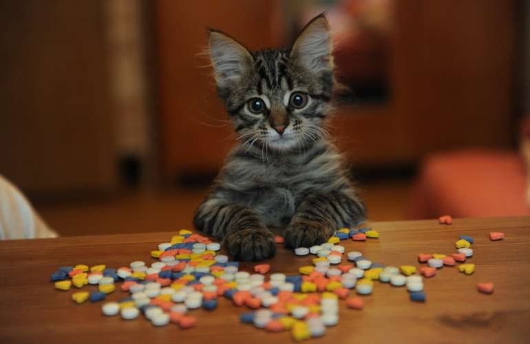 Как давать кошкам таблетки - wikihow