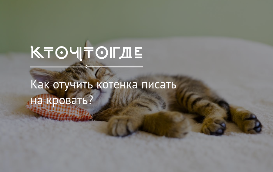 Почему кошка гадит на кровать: причины и методы борьбы с дурными наклонностями, что делать, чтобы кот не писал на мебель