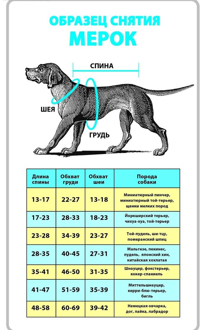 ᐉ лабрадор вес и рост взрослой собаки - zoomanji.ru