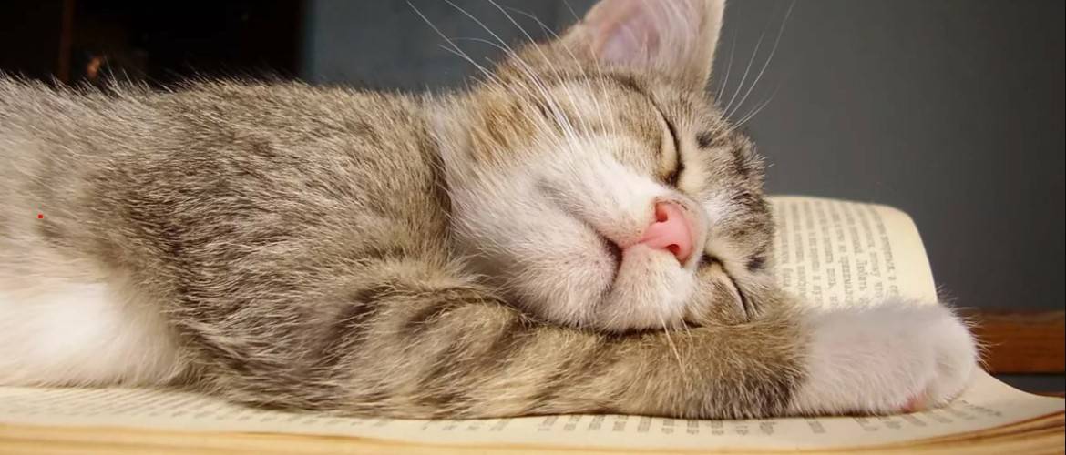 Сколько кошки должны спать: норма сна для котят, котов и кошек