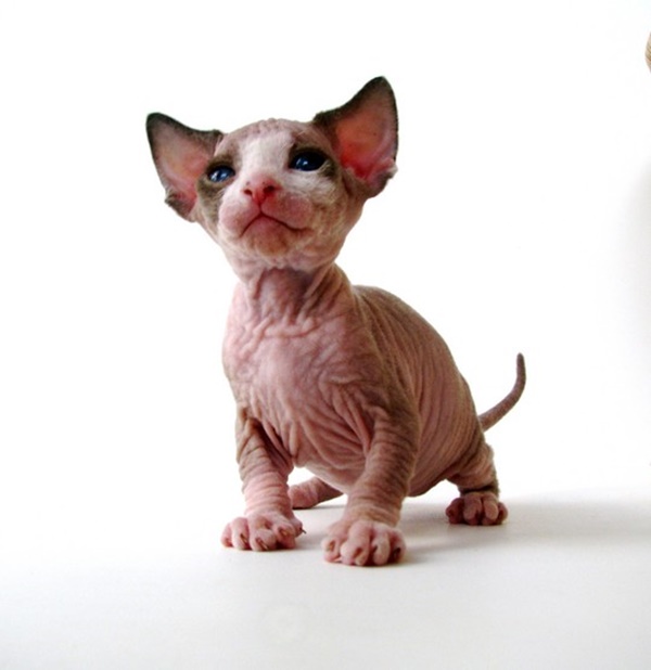 Донской сфинкс браш, характеристика породы кошек, отзывы о ней