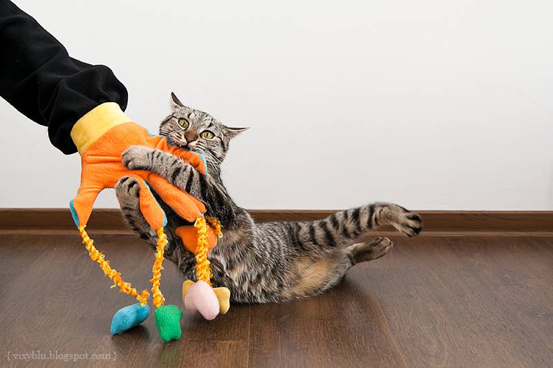 7 простых способов сделать лежанку для кошки своими руками - лайфхакер