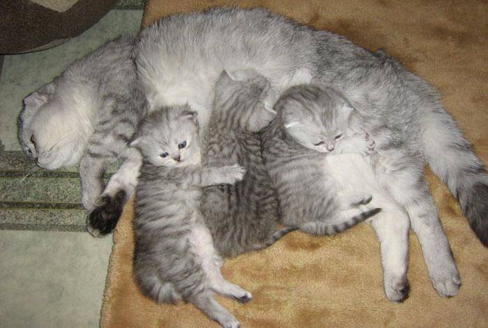 Беременность шотландской вислоухой кошки, сколько кошки ходят беременными, роды вислоухой кошки