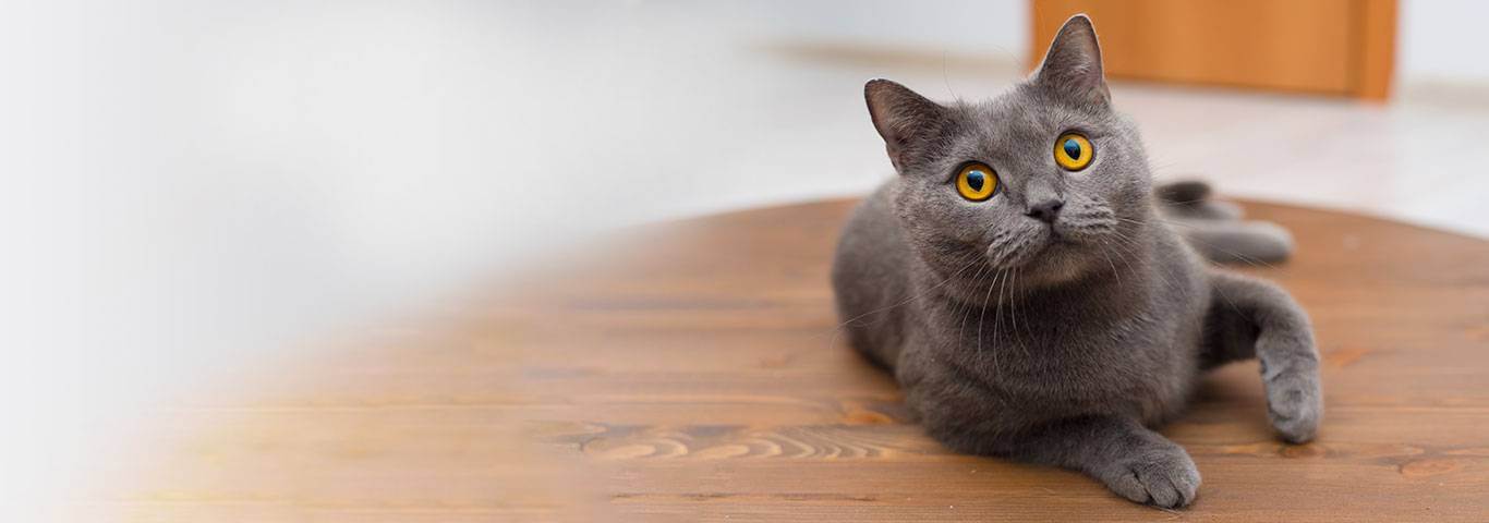 Лечим аллергию у кошек в домашних условиях навсегда: симптомы и препараты, аллергия на корм