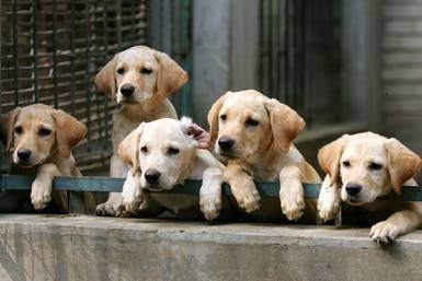 Разведение породистых собак: бизнес план