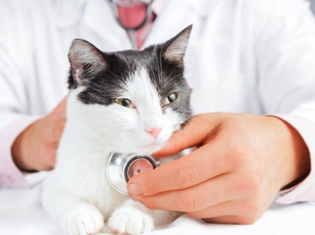 Астма у кошек: симптомы и лечение