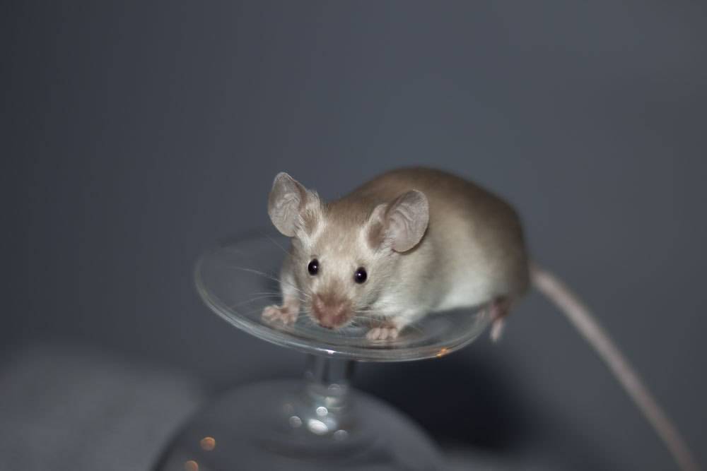 Домовые мыши: описание, виды и фото, способы борьбы :: syl.ru