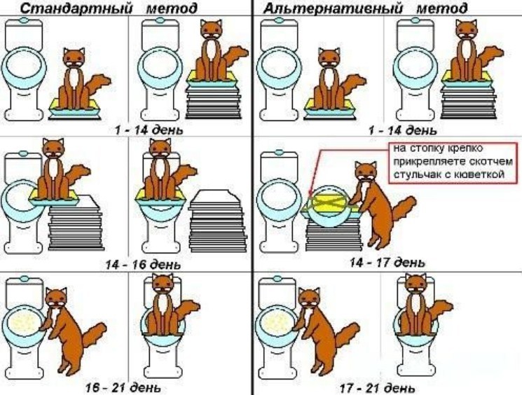 Как часто котята ходят в туалет по-большому и по-маленькому: показатели нормы (таблица), возможные проблемы и способы их решения, отзывы