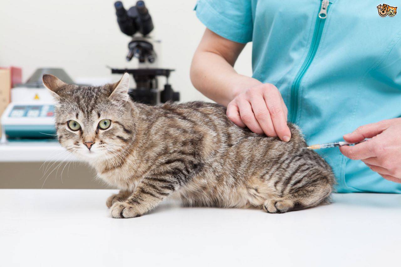 Прививка от токсоплазмоза для кошек: симптомы, лечение