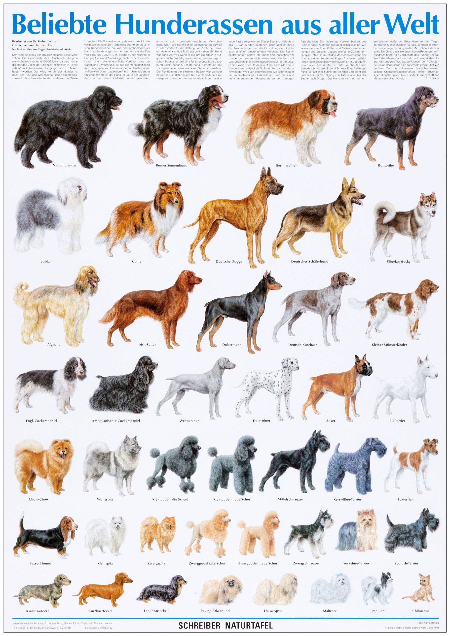 Русские породы собак, покорившие собаководов всего мира