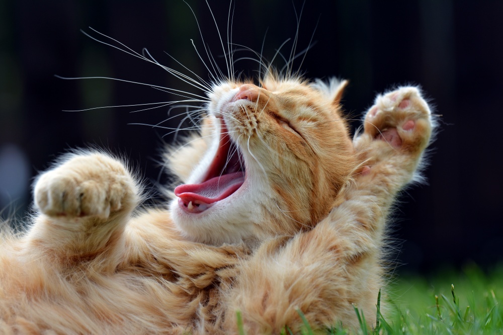 4 причины почему кошки зевают