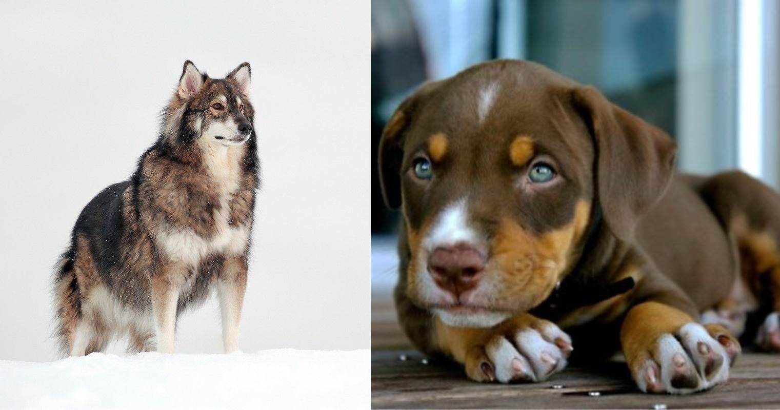Порода собак метис что это — сайт эксперта по животным — howmeow