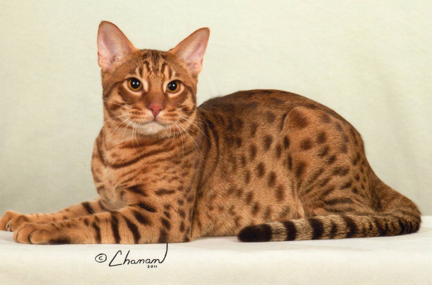 Тайская кошка: описание внешности и характера породы, уход за питомцем и его содержание, выбор котёнка, отзывы владельцев, фото кота