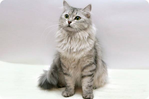 Сибирская кошка — характер и темперамент кошки, особенности содержания и ухода а также рацион питания узнайте в обзоре с фото новинками!