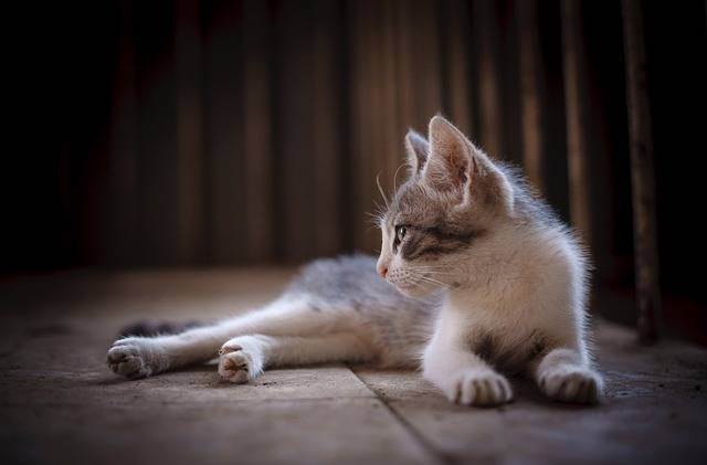 Кошачий лишай у человека: признаки, передается ли заболевание от животного, особенности лечения кошки и хозяина, профилактика, фото