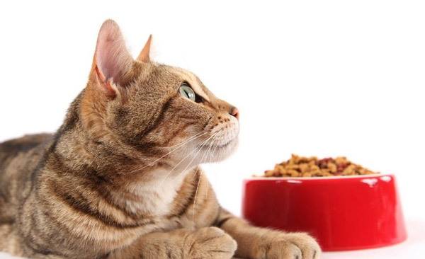 Как принудительно кормить кошку во время болезни