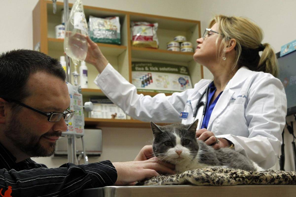 Симптомы и лечение почечной недостаточности у кошек