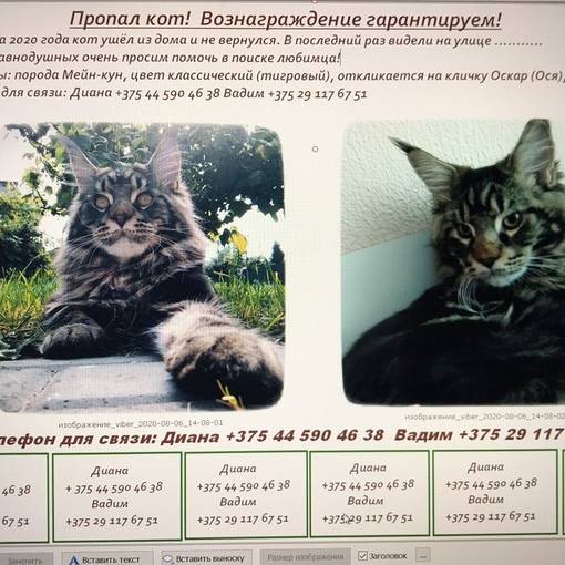 Мейн кун по месяцам: вес и размер котенка и взрослого кота по таблице, сколько и в каком возрасте весит, чем кормить для набора массы | medeponim.ru