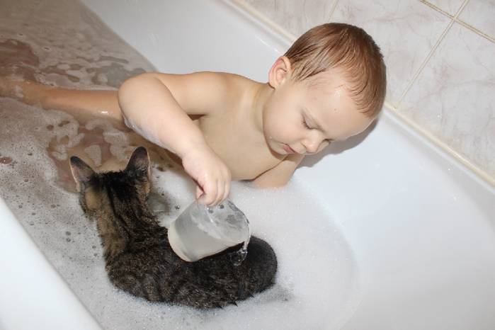 Как купать кота: необходимые принадлежности, пошаговая инструкция