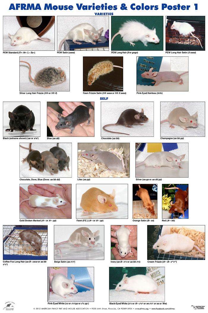 Декоративная крыса — плюсы и минусы содержания. критерии выбора и особенности ухода. фото — ботаничка