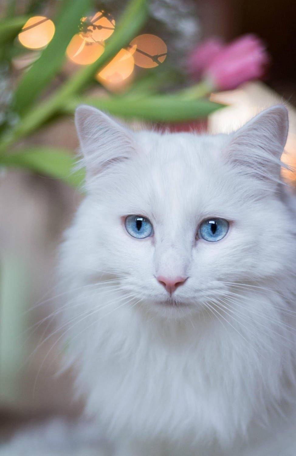Кошки с зелеными глазами: список пород с описанием