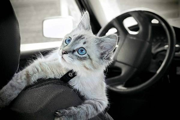 Как правильно перевезти кота в машине: правила и советы