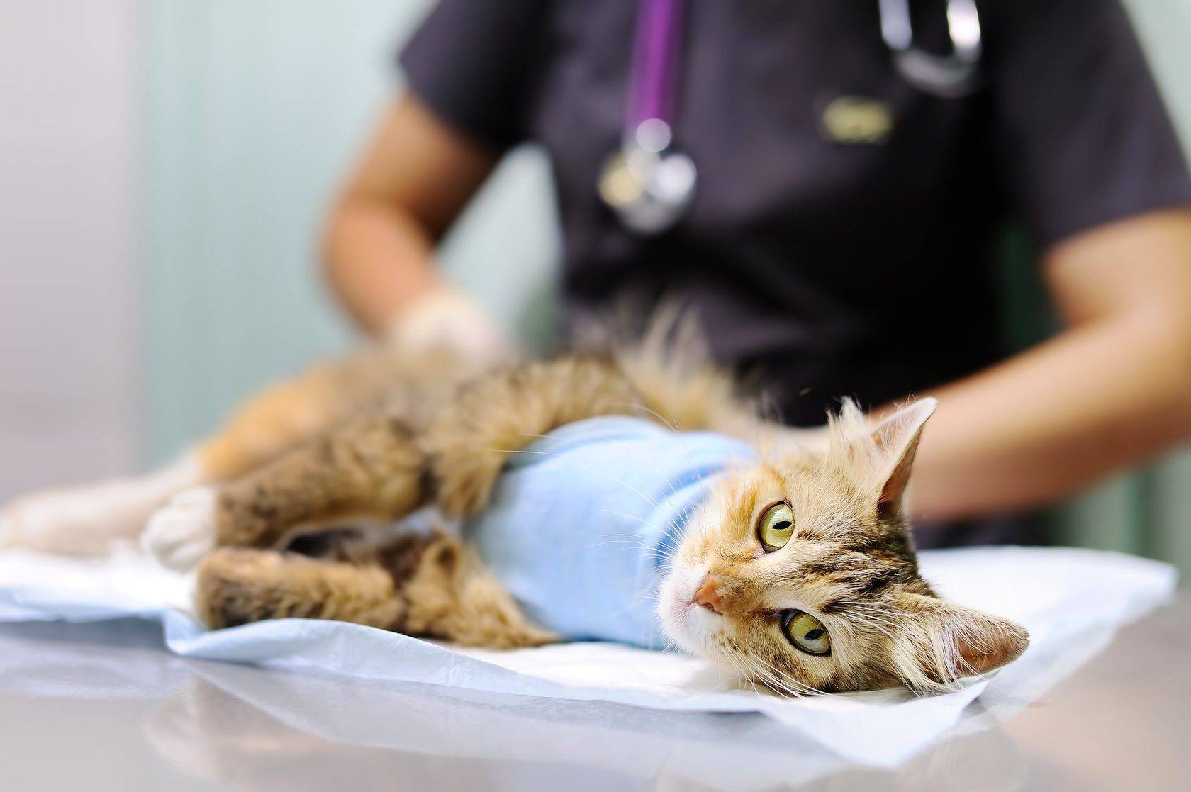 Необходимо ли проводить стерилизацию кошки и что произойдет если это не делать