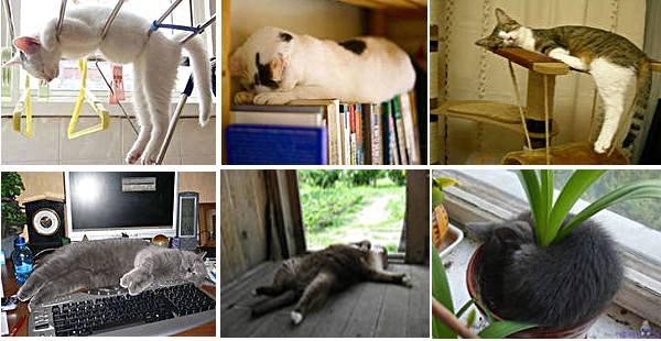 Сонник британские кошки. к чему снится британские кошки видеть во сне - сонник дома солнца. страница 5