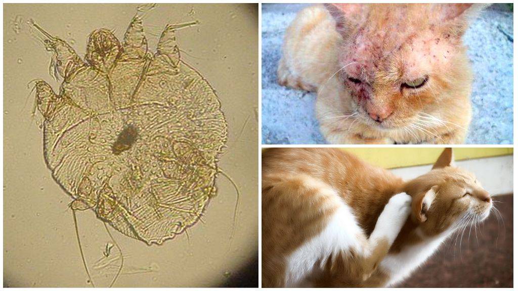 Нотоэдроз у кошек: фото симптомов и лечение чесотки