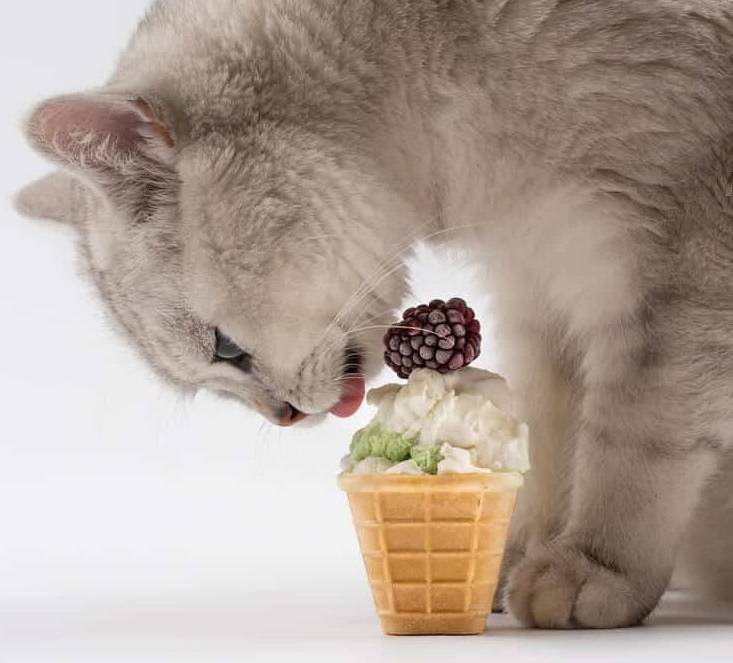 Можно ли кошкам сладкое – шоколад, мороженое, а если нельзя, то почему?