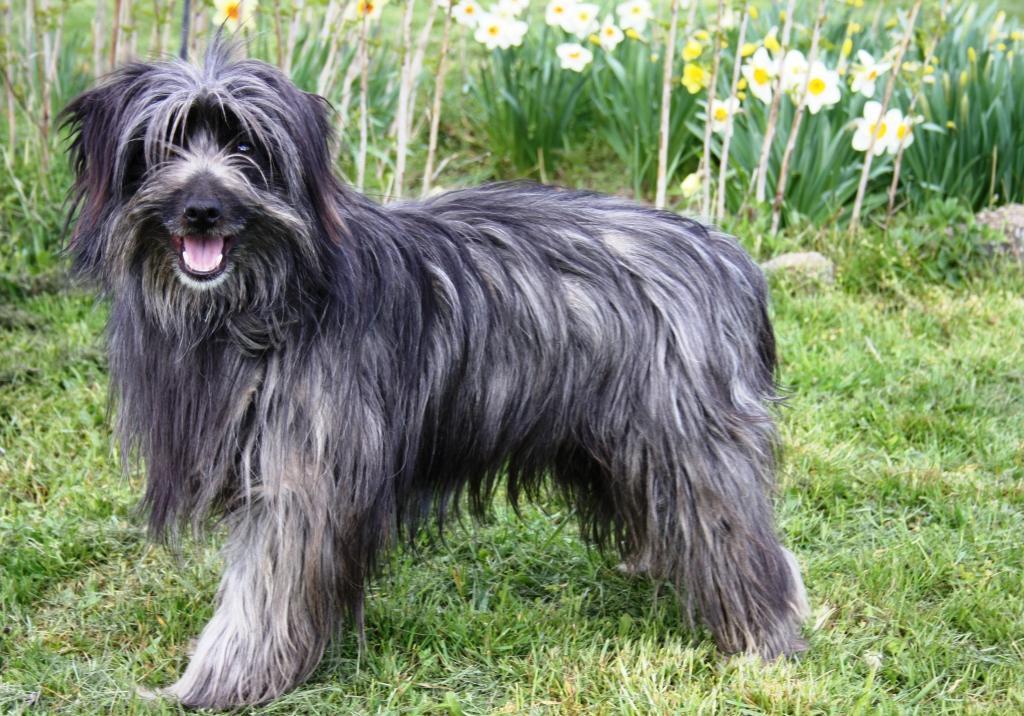 Горная пиренейская собака: описание породы, характер, дрессировка, отзывы :: syl.ru