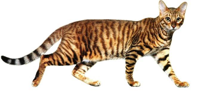 Популярные породы тигровых кошек