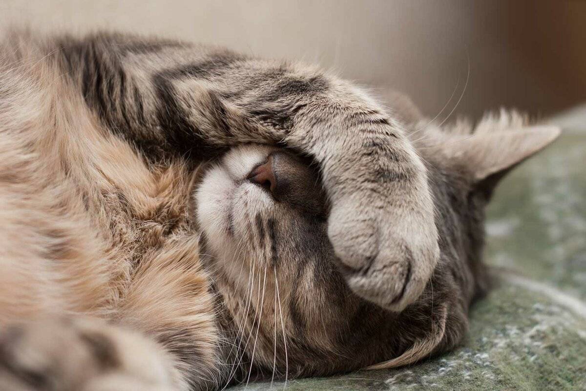 Народные приметы, почему кошка спит в вашей постели