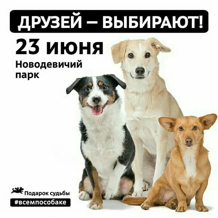 Приглашаем на выставку собак и кошек из приютов москвы и мо, 17 сентября 2022 (суббота) в г.щербинка - мы-волонтеры.рф