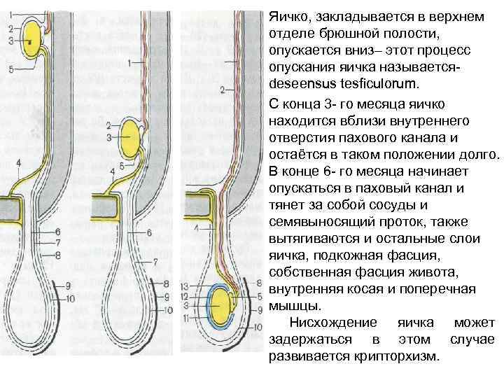 Крипторхизм у собак, операция - стоимость в zoostatus ru