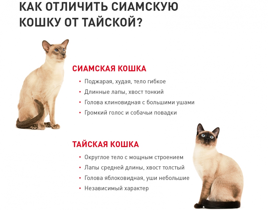 Тайская кошка фото, описание породы и характер, цена котят, отзывы