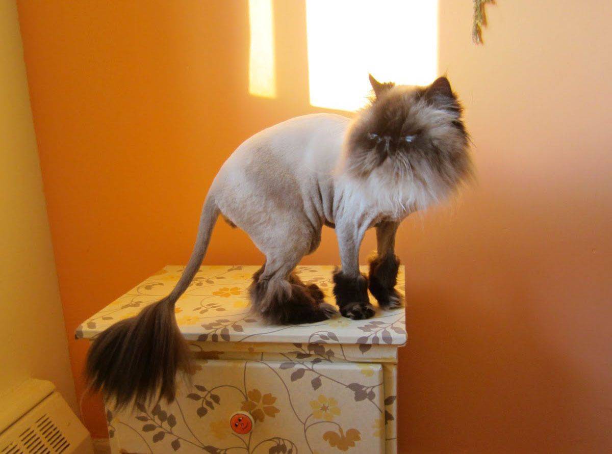 Подстричь кошку в бронницах