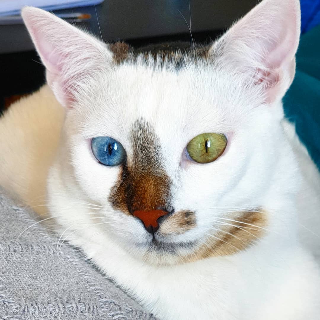 Стоит ли переживать за любимого кота, если его глаза разного цвета