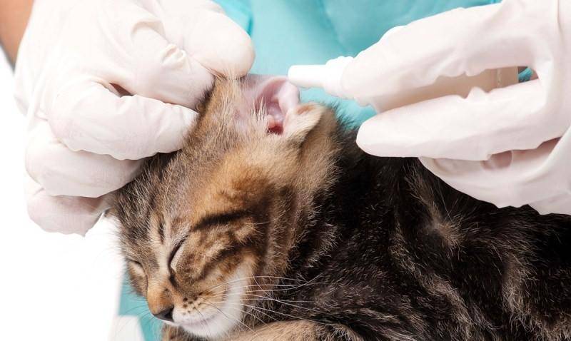 Ушной клещ у кошек: лечение в домашних условиях
