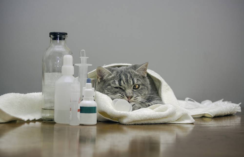 Панкреатит у кошек - симптомы, причины развития и лечение - petstime.ru