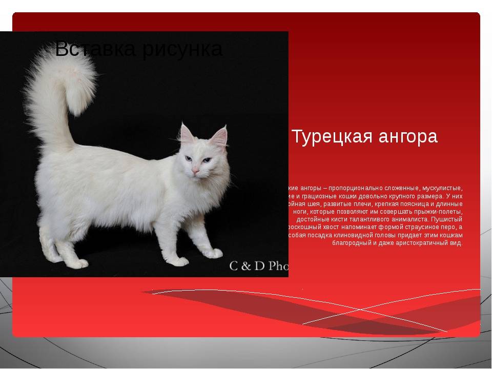 Ангорская кошка: фото турецкой ангоры, описание породы и характера, повадки и характеристики