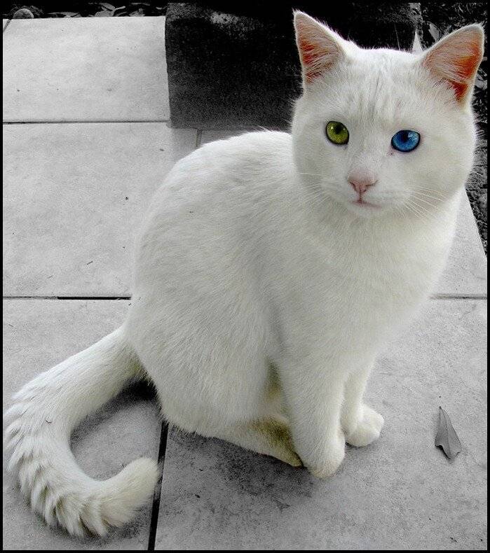 Белые коты: описание и популярные породы