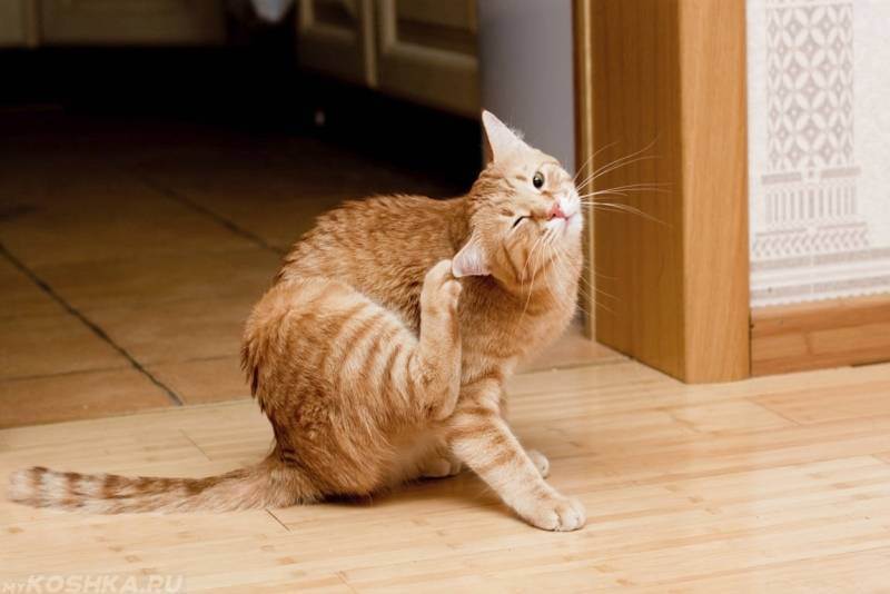 Если кошка трясет ушами. котенок чешет ухо с внешней стороны, можно ли маслом закапать и народными средствами. обследование в клинике