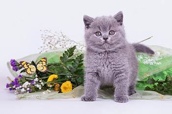 Питомник британских короткошерстных кошек «bastet-a-tet»